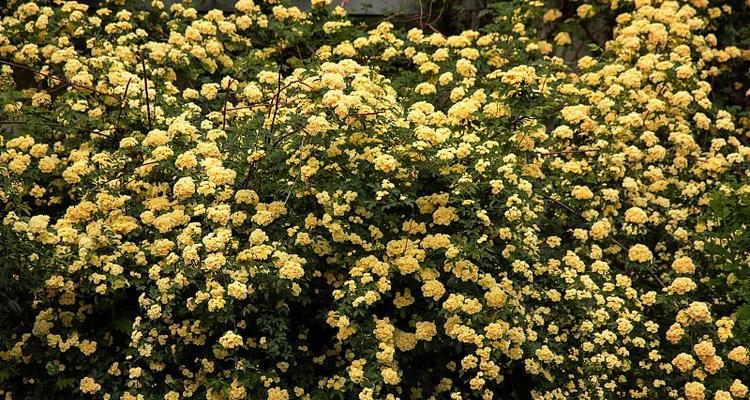 黄木香花的耐寒特性（探究黄木香花在严寒气候下的生长适应力）