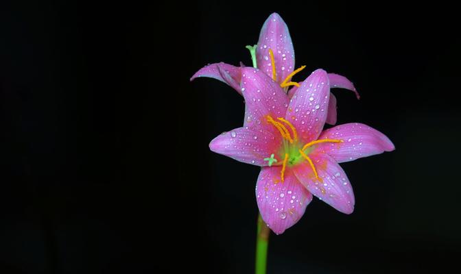 百合之美——寓意与象征（花开如约）