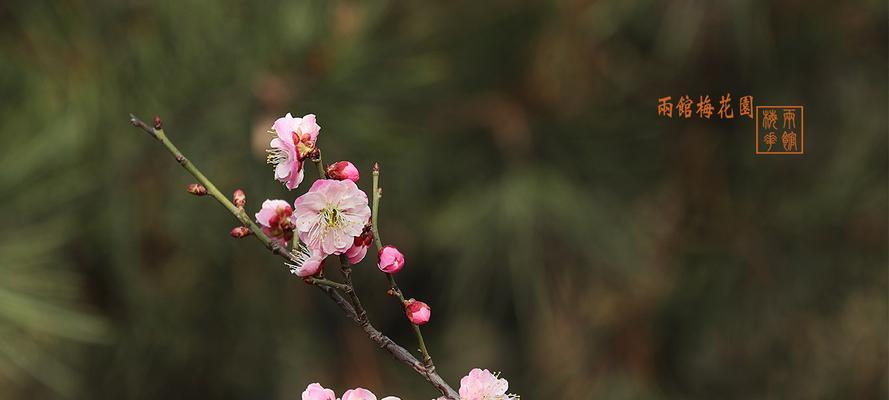 梅花之美（探寻梅花的文化内涵与象征意义）