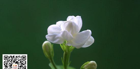 茉莉花的花语（茉莉花的象征与意义）