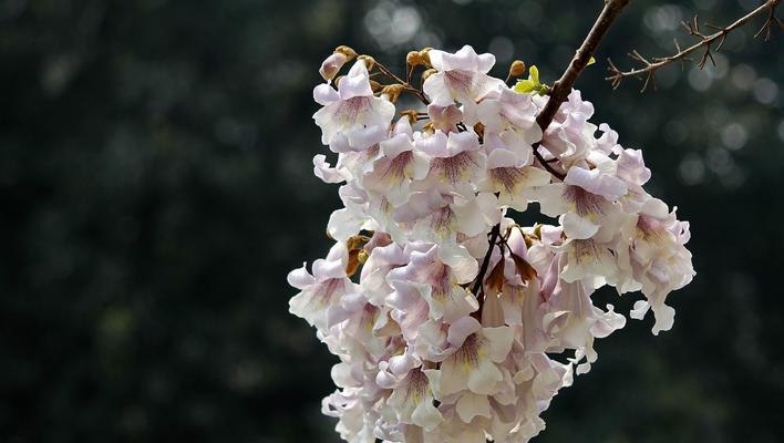 梧桐花的美丽与寓意（梧桐花-坚强）