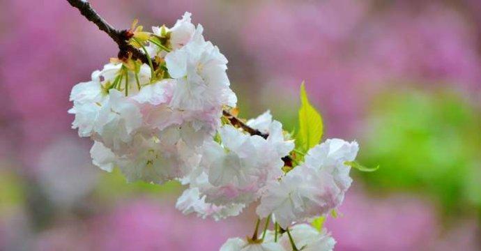 樱花的花语（探寻樱花花语中的寓意与美感）