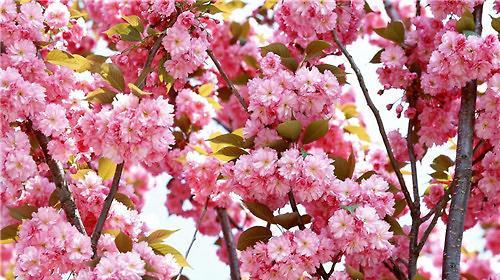 樱花的花语（探寻樱花花语中的寓意与美感）