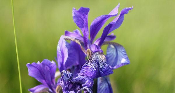 鸢尾花的花语与意义（探索鸢尾花的深层意义）