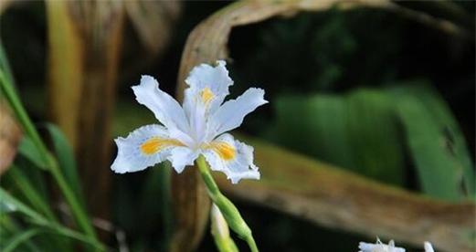 鸢尾花的花语与意义（探索鸢尾花的深层意义）