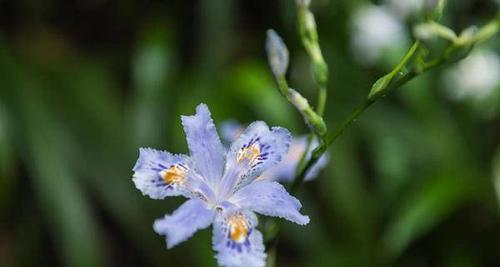 鸢尾花的花语与意义（探索鸢尾花的深层意义）