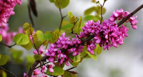 紫荆花传说（以紫荆花花语为纽带）