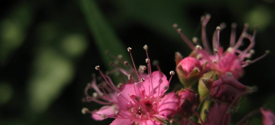 绣线菊花语——传达心意的美丽之花（探索绣线菊花语的深层寓意与象征意义）