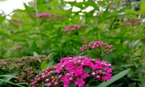 绣线菊花语——传达心意的美丽之花（探索绣线菊花语的深层寓意与象征意义）