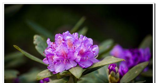 紫色花朵的寓意与美好（紫色花朵的深邃之美）