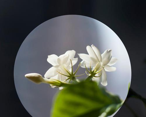 茉莉花花语及代表意义（浪漫芬芳的茉莉花）