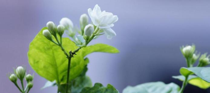 茉莉花花语及代表意义（浪漫芬芳的茉莉花）