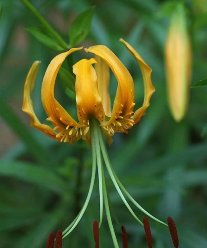 百合花语的深层含义（百合的爱情）