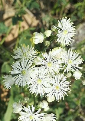 保定的市花——丁香花的花语与美丽魅力（追溯起源）