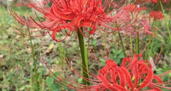 以彼岸花的花语与含义（探秘以彼岸花的背后故事与象征意义）