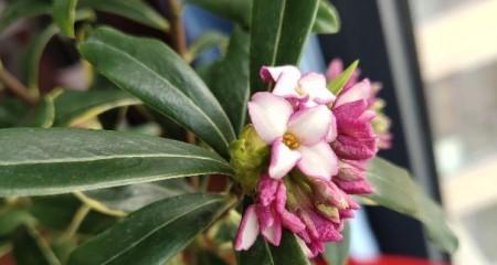 不同颜色瑞香花的花语（探寻瑞香花花语的奥秘）