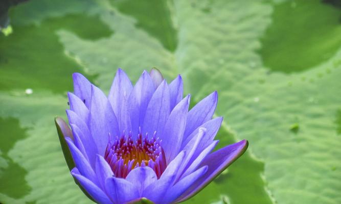 花开水中心（缤纷色彩的睡莲花语）