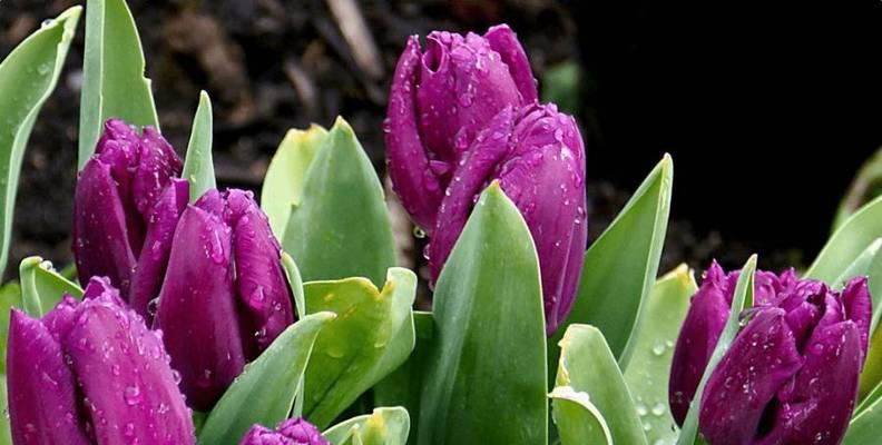 郁金香花语（郁金香花语之美）