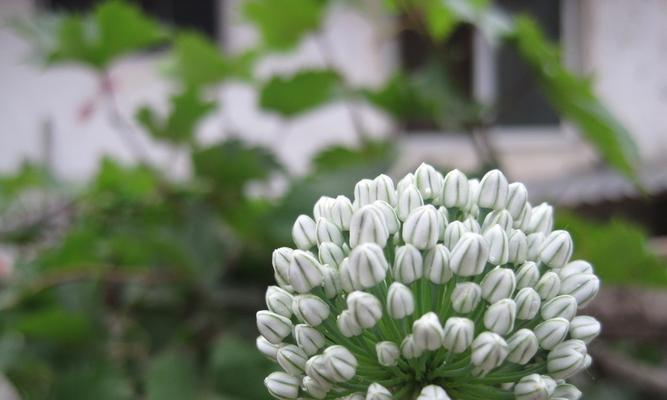 葱花的花语与寓意（探索葱花花语的含义与象征）