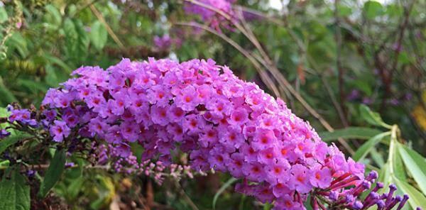 坚韧不拔的花——力量之美（揭开花卉世界里的奇妙坚持之道）