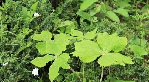 代表老师的植物（探索老师们喜爱的植物及其寓意）