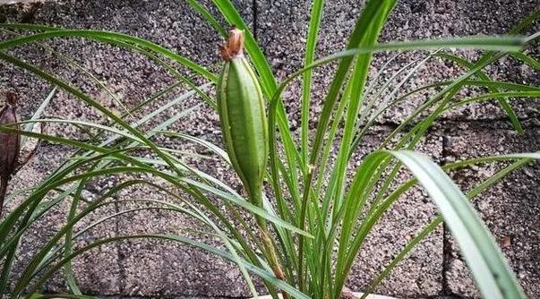 如何种植兰花种子（步骤详解）