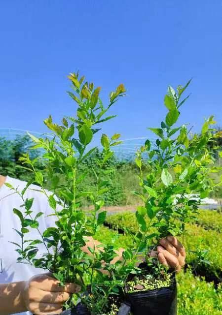 兰梅种植条件适宜种植地区的环境要求（探索适宜兰梅种植地区的生态环境）