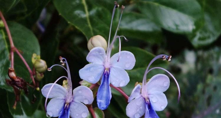 蓝蝴蝶开花时间及特点（探究蓝蝴蝶开花的季节和生长环境）