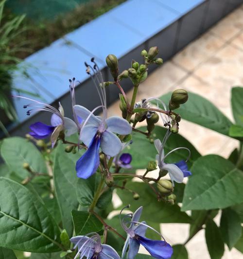 探究蓝蝴蝶的开花时间与花期（详细解析蓝蝴蝶的花期月份和次数）