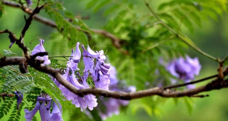 蓝花楹的开花周期（了解蓝花楹的开花时间和生长习惯）