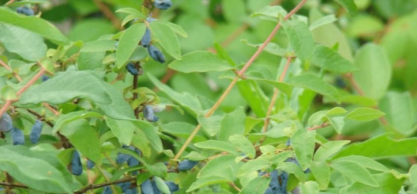 蓝花楹果实的功效与用途（探究蓝花楹果实的营养价值及医疗价值）