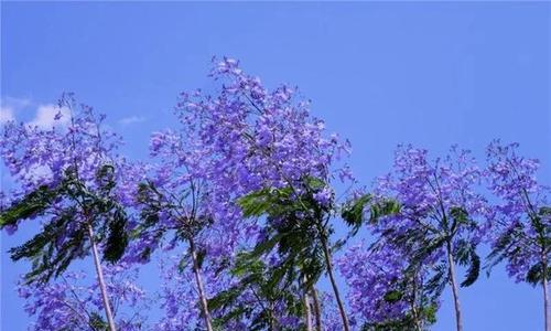 蓝花楹的花期特点（一年开几次花）