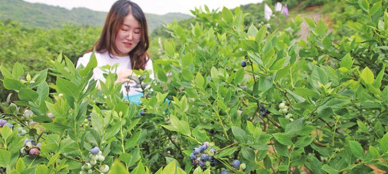 蓝莓采摘时间和收获季节（了解蓝莓的生长周期和最佳采摘时间）