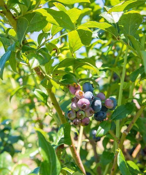 从花蕾到成熟，一步步了解蓝莓的成长历程（从花蕾到成熟）