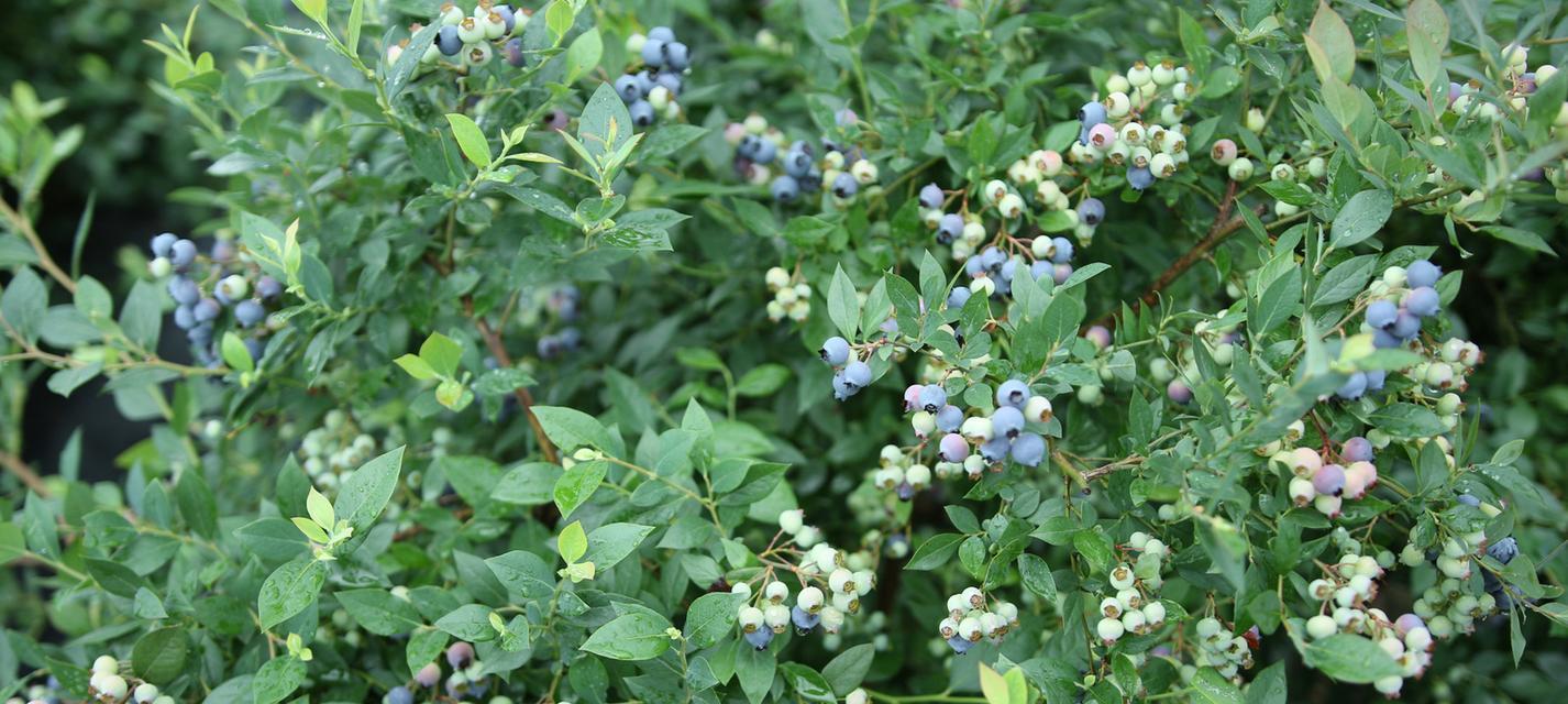 揭秘蓝莓的生长周期（从花开到果实成熟）