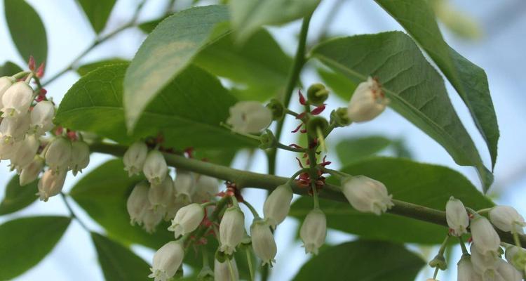 盆栽蓝莓开花结果时间解析（了解盆栽蓝莓的生长过程与技巧）