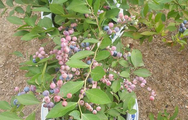 甜心蓝莓南方种植全指南（南方的农民也能种出蓝莓）