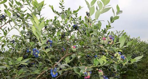 蓝莓的生长习性及种植技巧（灌木植物的栽培管理与营养要求）