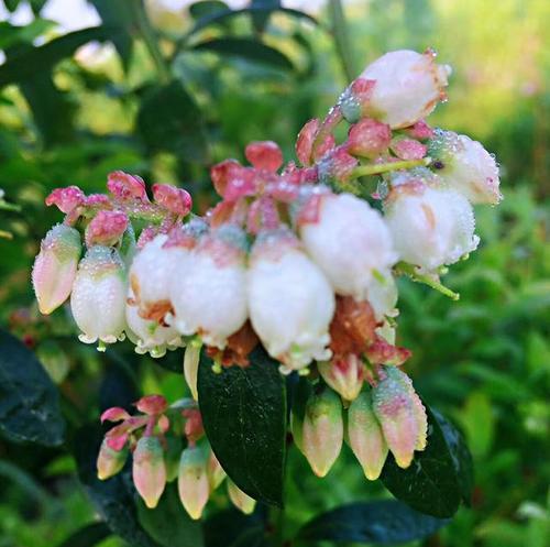 蓝莓的生长特性与花期规律（了解蓝莓花期有效提高产量）