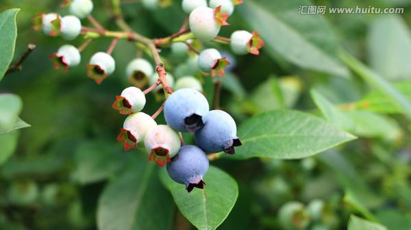 探秘蓝莓品种及特点（了解蓝莓的品种）