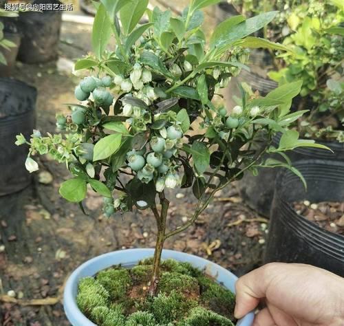 如何培育强壮的蓝莓植株（学习正确的蓝莓养护技巧）