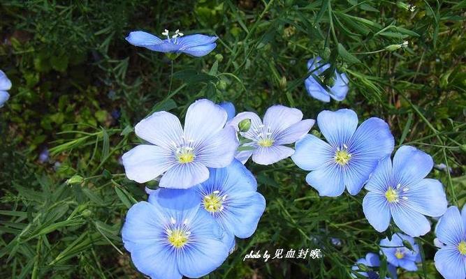 靓丽蓝色花卉的迷人世界（探究蓝色花卉种类和魅力所在）