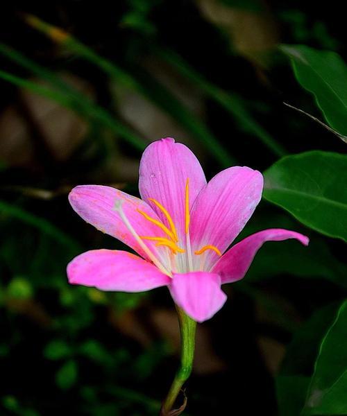 韭莲花语的美妙寓意（揭秘韭莲花语的象征意义及文化内涵）