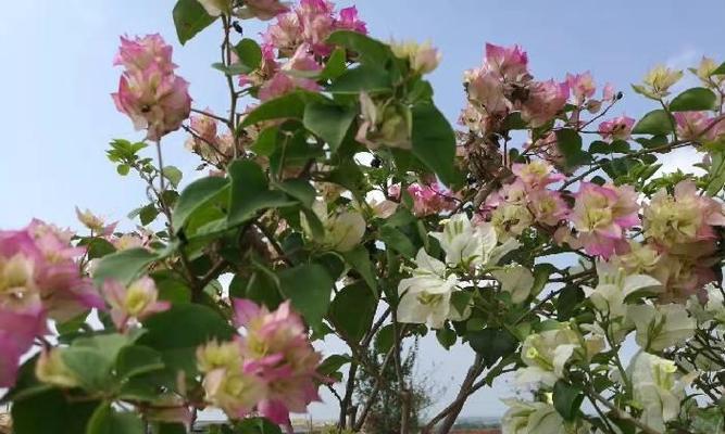 昆山市花的花卉之谜（揭秘昆山市花的含义和价值）