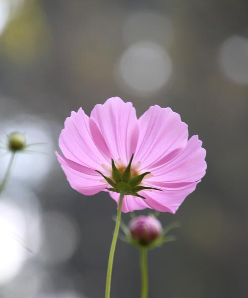 市花格桑花的象征寓意（格桑花的美丽与坚韧）