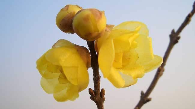 腊梅花的花语与寓意（品味腊梅花的芬芳）