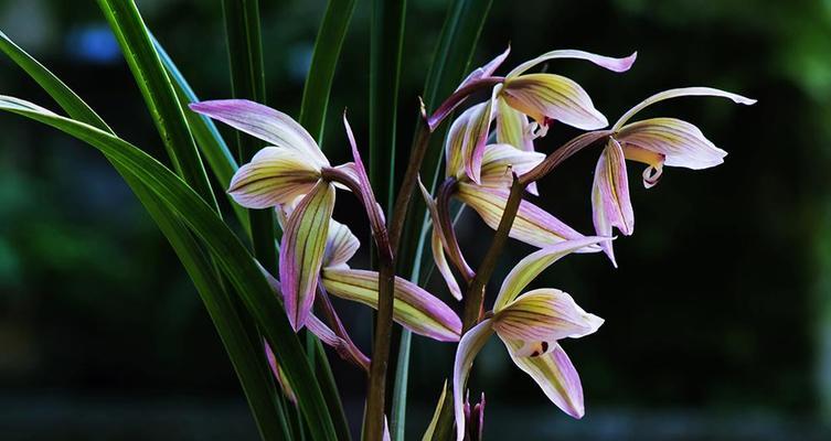 兰花草的开花时间与寓意（赏兰花的绝佳时机）