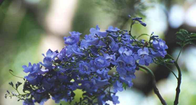 蓝花楹的花语与寓意（蓝花楹的美丽色彩与花语意义）