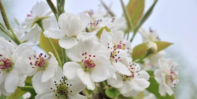 梨花之语（梨花花语与其代表的吉祥寓意）