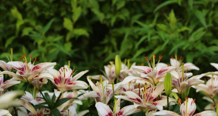 龙眼的花语（以龙眼之花语见证坚贞不渝的爱情）